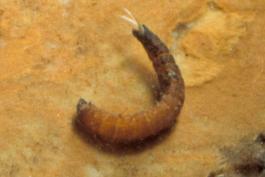Riffle beetle larva curled slightly, resting on a rock in an aquarium. Gills are visible at abdomen tip.