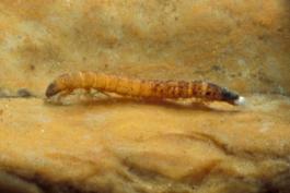 Riffle beetle larva resting on a rock in an aquarium