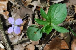 Cleft violet, Viola palmata, blooming plant viewed from above