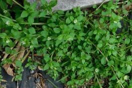 Common chickweed plant spreading out across ground surface