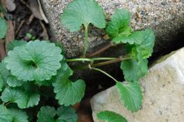 Ground ivy, or creeping Charlie, spreading stem tip