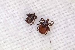 Blacklegged tick (male & female)