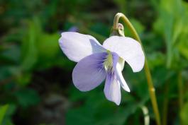 Missouri violet, Viola missouriensis flower at Smith Conservation Area