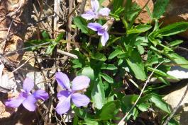 Plains violet, or wayside violet, Viola viarum, plants in bloom