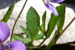 Plains or wayside violet, Viola viarum, leaves