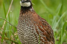 Male bobwhite quail