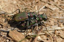 Common claybank tiger beetles, mating pair, at Smith CA, April 16, 2022