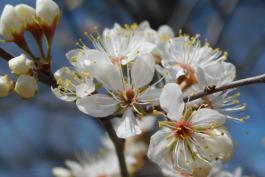 Wild plum blossoms at Roger and Viola Smith CA, April 16, 2022.