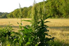 Curly dock plants blooming on a field margin north of Jefferson City