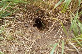 Franklin's ground squirrel burrow entrance, a hole in the ground surrounded by prairie grasses