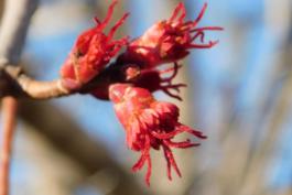 Red maple flower cluster blooming on a twig tip in March