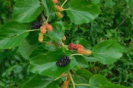 White mulberry branch with leaves and fruits in various stages of ripeness