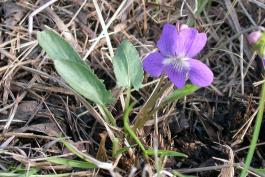 Arrow-leaved violet plant blooming on a prairie in springtime