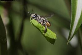 Leafcutter bee in flight, carrying portion of a leaf in her legs