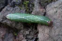 Oblique heterocampa moth caterpillar walking on dirt or rocks; green specimen with white diamond-shaped markings and brown head