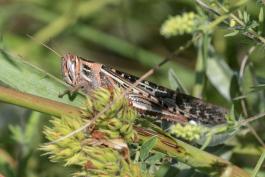 American bird grasshopper on round-headed bush clover and big bluestem