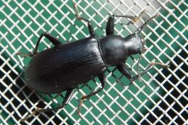 Darkling beetle Alobates pensylvanicus on a window screen