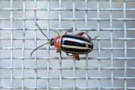 Flea beetle, probably Disonycha procera, resting on a window screen