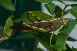 Obscure bird grasshopper on a grapefruit tree leaf