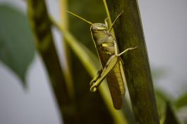 Obscure bird grasshopper on sansevieria leaf