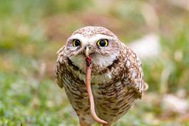 Owl eating a worm
