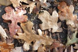 Fallen post oak leaves on a trail in autumn