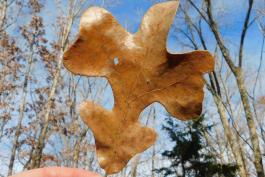 Dry brown post oak leaf being held up against a blue sky