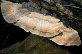 Orange and tan turkey tail bracket fungi on a log at Painted Rock Conservation Area