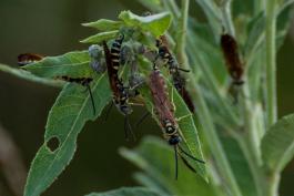 Several male five-banded thynnid wasps clinging to an ironweed plant