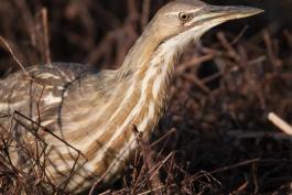 American bittern at Clarence Cannon National Wildlife Refuge