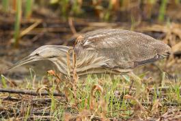 American bittern at Eagle Bluffs Conservation Area