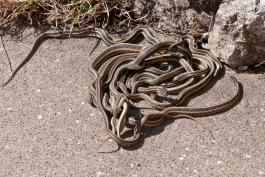 Several gartersnakes writhing together on a sidewalk in early March