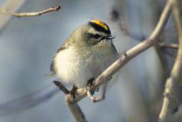 Golden-crowned kinglet perched on a small tree branch in winter