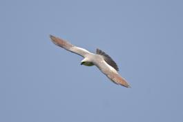 Mississippi kite in flight, seen from above
