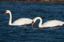 Two mute swans on paddling on pond at Eagle Bluffs Conservation Area