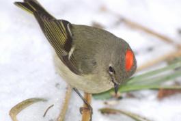 Ruby-crowned kinglet, male, on snow-covered ground, red crown visible