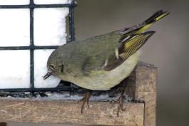 Ruby-crowned kinglet pecking at suet in a suet feeder