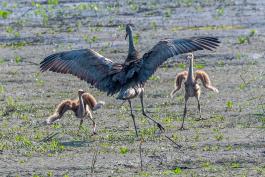 Sandhill crane and her young