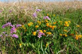 Hoary puccoon and downy phlox blooming together on a prairie