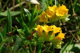 Hoary puccoon blooming on a prairie
