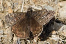 Juvenal's duskywing resting on the ground