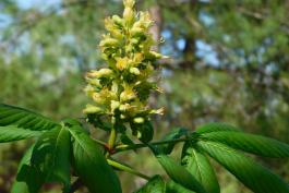 Ohio buckeye flower cluster blooming at branch tip above new leaves
