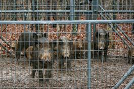 Hogs in a pen