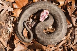 A photo of a cottonmouth snake in defensive posture.