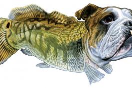 Artwork of Bowfin fish with a bulldog head.