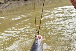 Hooking a fish with circle hooks