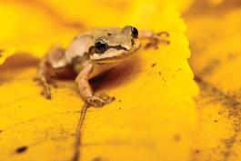 chorus frog