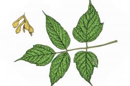 Illustration of box elder leaves and fruits.