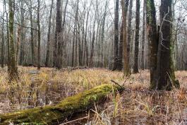 Bottomland hardwood forest