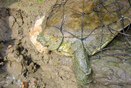 Turtle captured in a net